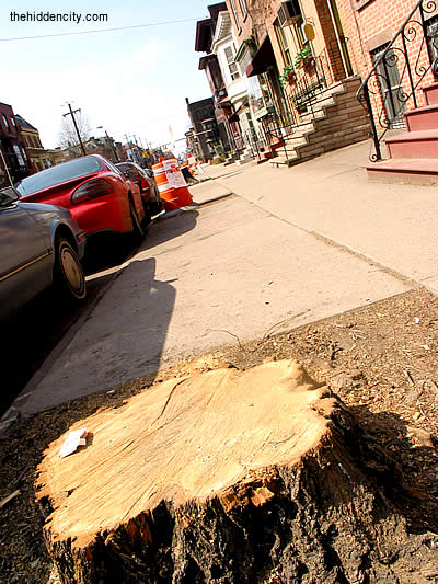 lark street