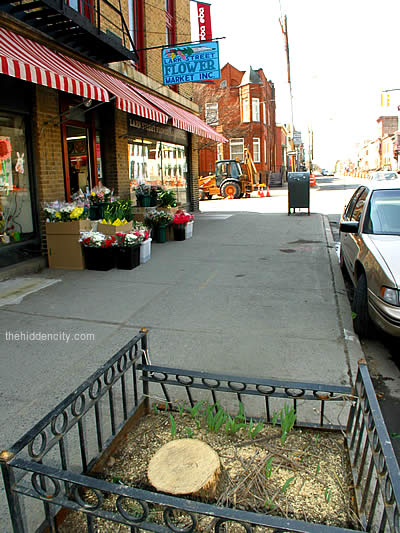 lark street